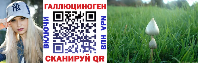 Галлюциногенные грибы Psilocybine cubensis  Мглин 